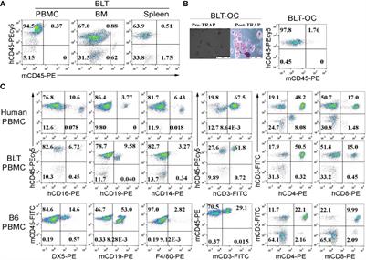 Augmentation of IFN-γ by bone marrow derived immune cells in the presence of severe suppression of IFN-γ in gingivae induced by zoledronic acid and denosumab in Hu-BLT mice model of ONJ